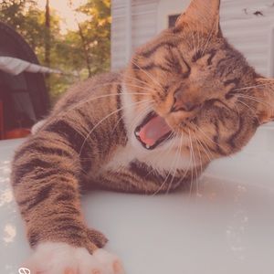 Meet your Posher, Ariel